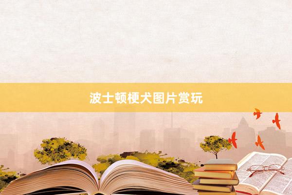 波士顿梗犬图片赏玩